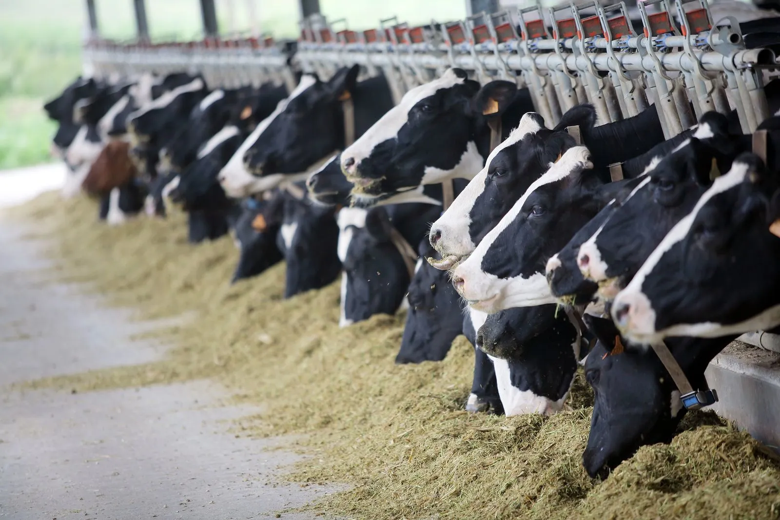 Holstein dairy cows feeding at the barn — herd health and large-animal care at Minnesota Veterinary Associates